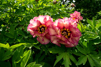 Exciting peonies