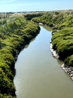 Salt marshes