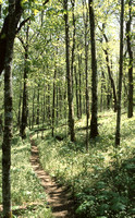 Fringed Physilia, Appalachian Trail