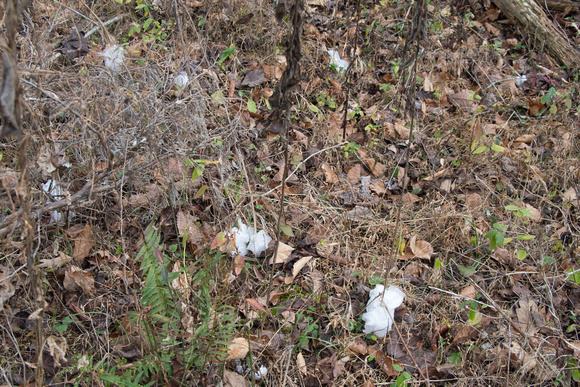 Frost flower, now wadded up Kleenex, Harriette and Harold Arnow's farm