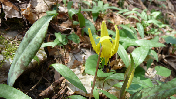 Trout Lily, Harriette and Harold Arnow's farm