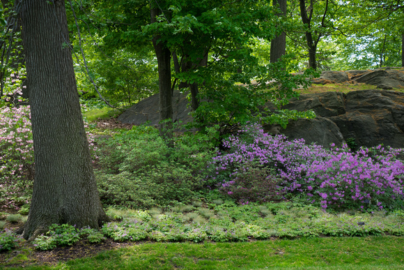 Azaleas in the New York Botanical Garden.