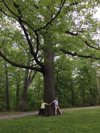 Pat and Michael try to span a 200-year-old tree in the New York Botanical Garden in the Bronx.