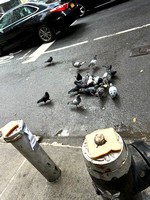 Carryout lunch counter for pigeons.