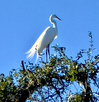 Perched on top of a tree on Bird Island.