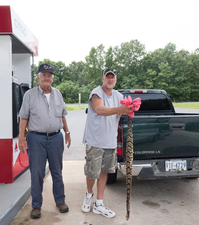 Timber rattler at the gas station