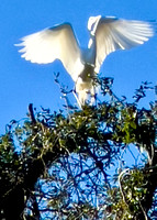 Great white Heron, Audobon Park