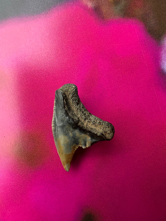 Shark's tooth.