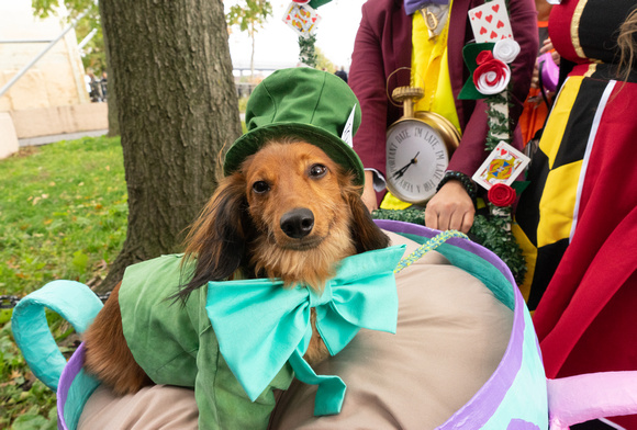 Barking Mad Hatter, a winner of the dog costume Halloween contest.