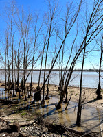 Mississippi River, New Orleans, the river is low, a set of roots way above the waterline.