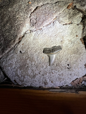 Shark's tooth embedded in fireplace mortar