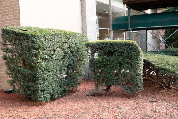 Bizarre bush trim at our building