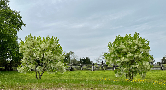 Blooming trees, split rail fence