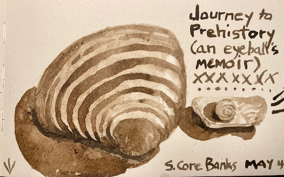 Striped shell and snail "eyeball" by Jennie