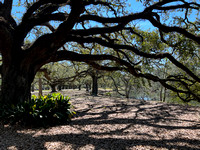 Live oak in Audobon Park. Linda wants to know how it holds its arms up.
