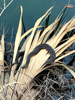 Black Snake, Live Oak, Florida