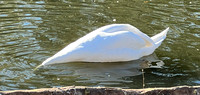 swan dive